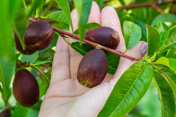 Nectarine tree with unripe fruits growing in the orchard.