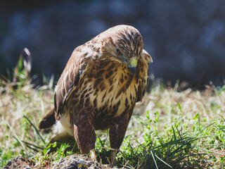 a beautiful eagle on the grass