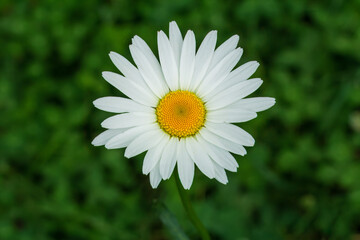 Bud of a chamomile flower with the blurred background