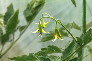 Tomato bush with flowers growing in the greenhouse.
