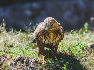 a beautiful eagle on the grass