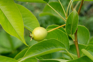 Green pear on the tree in summer day.