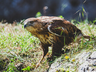 a beautiful eagle on the grass