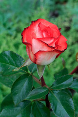 Rose bud on the stem with a garden bed on the background.