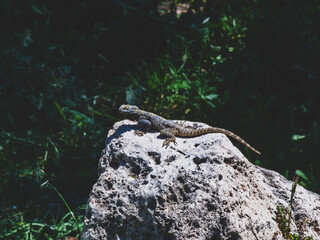 a beautiful lizard on the rock