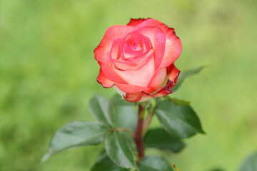 Rose bud on the stem with a garden bed on the background.