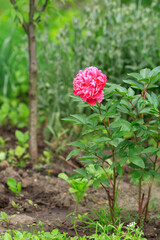 Peony on the stem with a garden on the background.