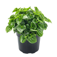 Houseplant In Pot, Isolated On White. Lush Peperomia Plant For Indoor Greenery And A Touch Of Nature.