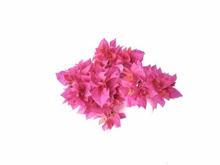 Naklejka premium Beautiful pink flower (bougainville) isolated on white backgroud