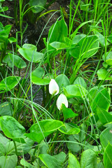 lake plant whitefly marsh (Calla palustris)
