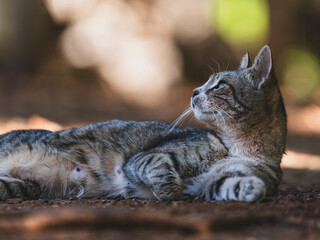 A cute cat resting in the garden