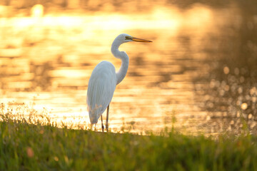 heron at gold sunrise 