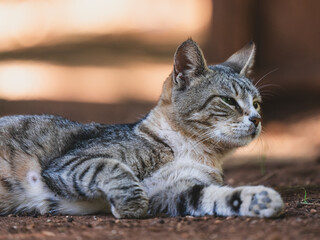 A cute tabby cat in nature