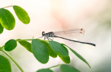 Macro Perspective: Damselfly Perched on Green Branch, Delicate Nature Scene