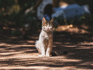 A frail, sick cat alone in the forest