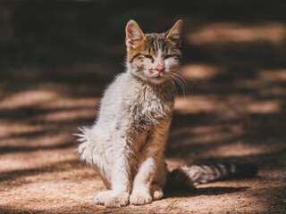 A frail, sick cat alone in the forest