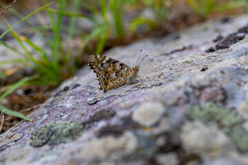 Thorn Butterfly (Vanessa cardui) standing on rocky ground