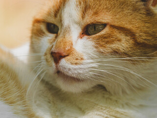 A beautiful cat looking at another cat