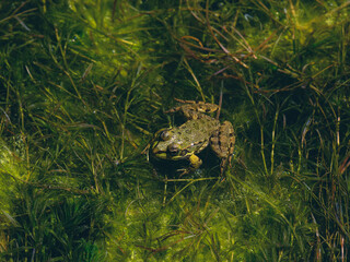 cute frog in a swamp