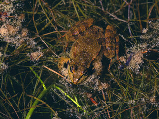 Fototapeta premium cute frog in a swamp