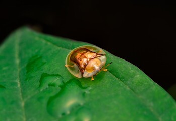 Macro image of a tortoise shell beetle or Golden Tortoise Beetle on green leaf with transparent body