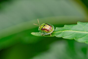 Golden Tortoise Beetle with metallic green shell resting on a green leaf in extreme macro view