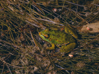 cute frog in a swamp