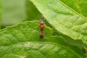 Detailed Macro Close-up of a Tiny Reddish-Brown Ant Exploring the Textured Surface of a Vibrant Green Leaf, Showcasing the Intricate Microcosm of Nature and the Diligence of Small Wildlife