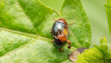 Intimate Macro Close-up of Two Insects Mating on a Vibrant Green Leaf, Showcasing Natural Reproduction and Intricate Details of Insect Life Cycle and Behavior in the Wild Ecosystem.
