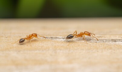 Macro shot of orange ants working together on wood surface with visible legs and shiny abdomens