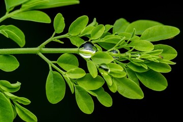 Vibrant Green Leaves Adorned with a Perfect, Crystal-Clear Water Droplet Reflecting the World, Captured in Striking Macro Detail Against a Deep Black Background, Symbolizing Freshness, Growth
