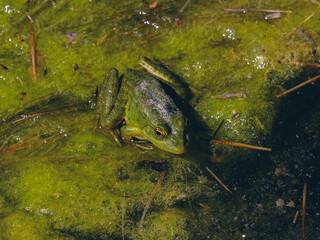 cute frog in a swamp