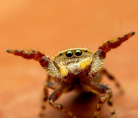 Intense Macro Close-up of a Curious Jumping Spider with Reflective Eyes Staring Directly, Showcasing Intricate Hairs and Texture Against a Soft, Warm Bokeh Background, Capturing Wild Insect Beauty