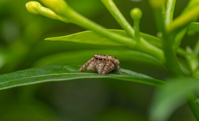 Detailed Macro Portrait of a Small Jumping Spider on a Vibrant Green Leaf