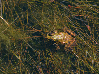 cute frog in a swamp