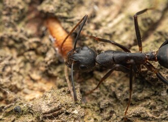  Brown Ant Carrying Debris on Textured Green Surface, Industrious Wildlife