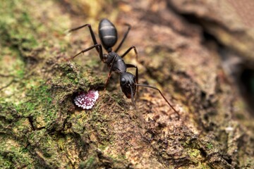  Brown Ant Carrying Debris on Textured Green Surface, Industrious Wildlife