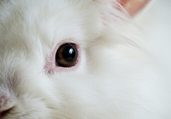 Obraz premium Closeup of White Rabbits Eye