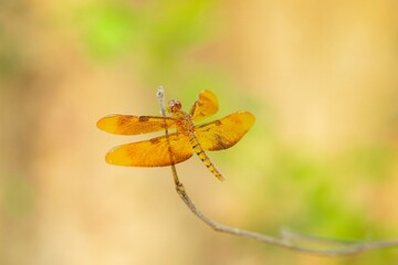 Vibrant Orange Dragonfly Perched Delicately on a Slender Twig, Showcasing Its Intricate Wing Patterns and Graceful Form Against a Soft, Natural Green and Gold Blurry Background in Bright Sunlight.