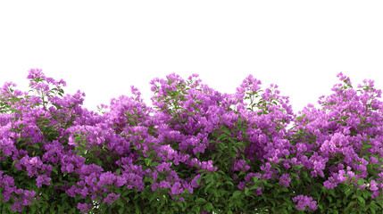 Obraz premium Purple Flower Shrubbery field Isolated on transparent or white background 