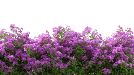 Purple Flower Shrubbery field Isolated on transparent or white background 