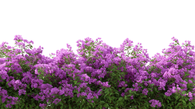 Purple Flower Shrubbery field Isolated on transparent or white background 