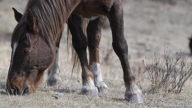 Wild horses in the Alberta foothills in the spring