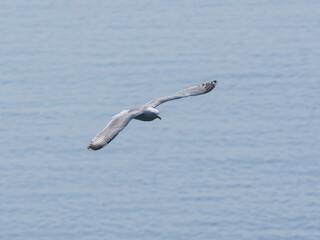 A beautiful seagull flying over the sea