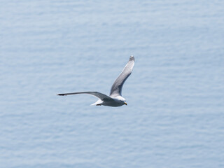 A beautiful seagull flying over the sea