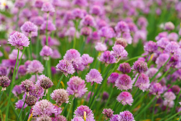 Close up image of blooming chive, allium schoenoprasum flower on vivid purple petals and green stems background. Gardening, nature, or herbal plants, landscape design, decorative plant for flowerbed.