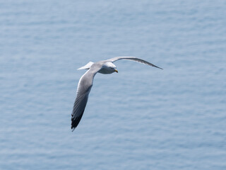 A beautiful seagull flying over the sea
