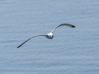 A beautiful seagull flying over the sea