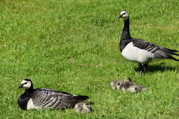 This is a barnacle goose family in nature in early summer.