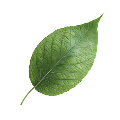 Obraz premium Detailed close up view of a single green leaf against a black background